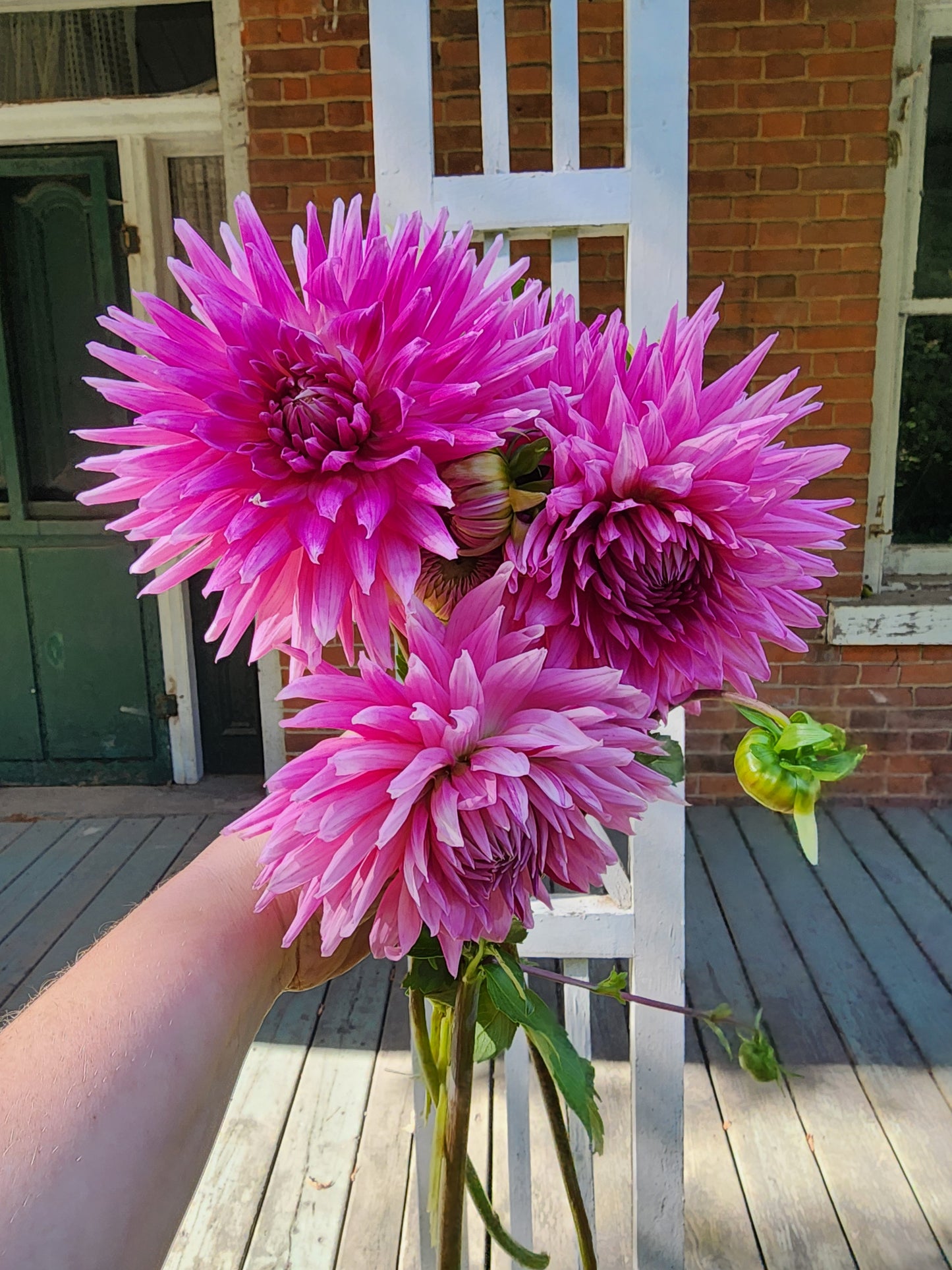 Sandia Barbie (1 tuber)