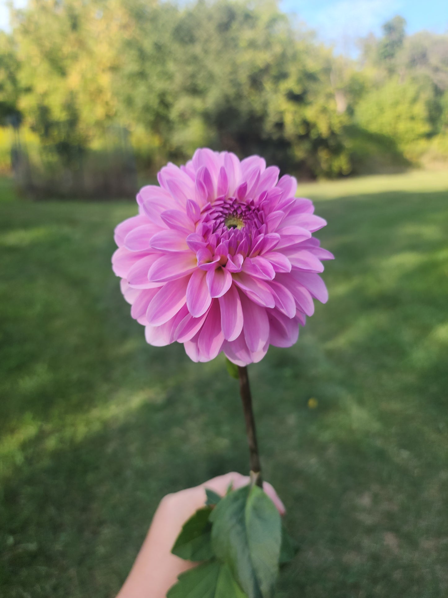Bazuin Lavender Tuber