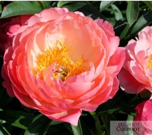 Coral Charm Early Season Flowering Peony