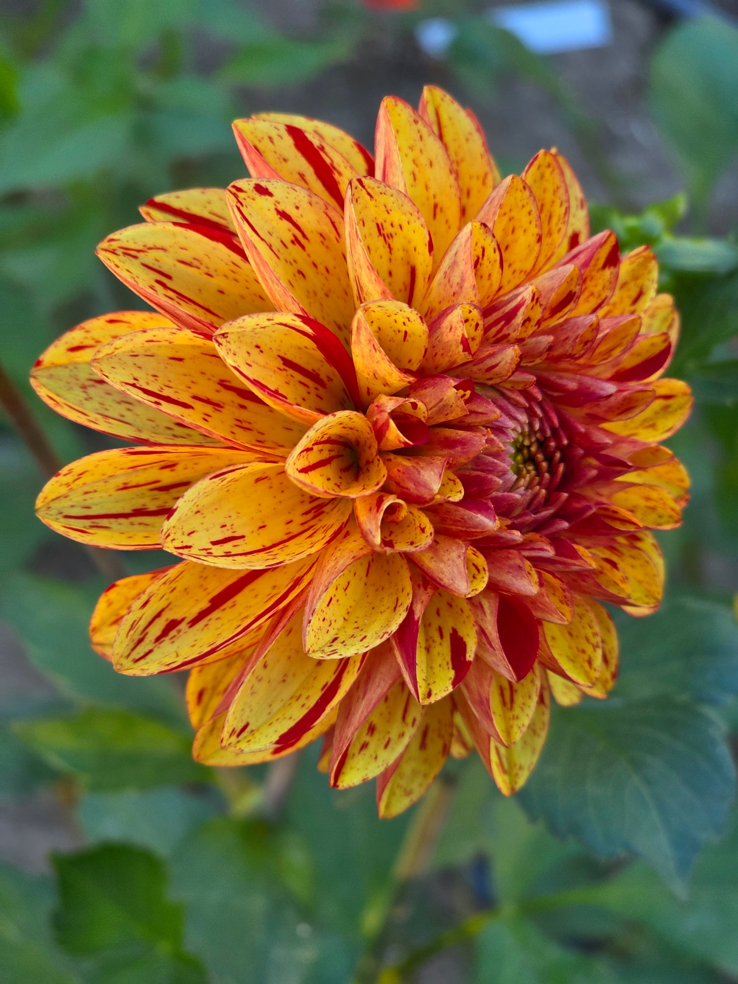 WD Goldfinch (1 tuber)