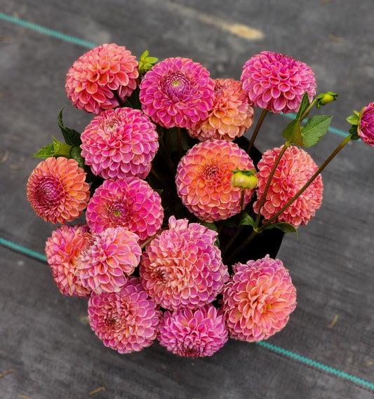 Caitlyn's Joy (1 tuber)