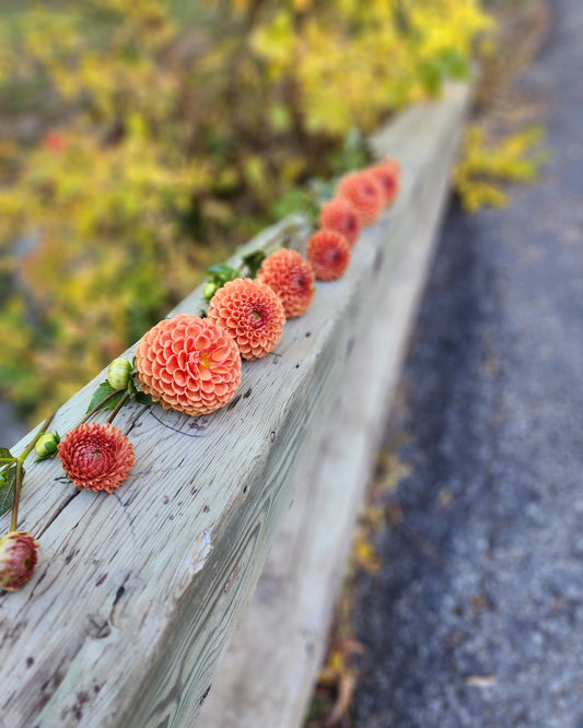 Cornel Bronze (1 tuber)