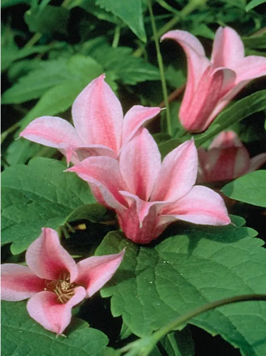 Canada Only Duchess of Albany Clematis