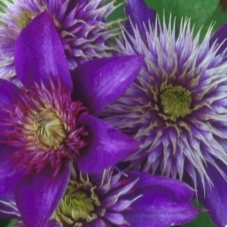 Canada Only Multi-Blue Clematis