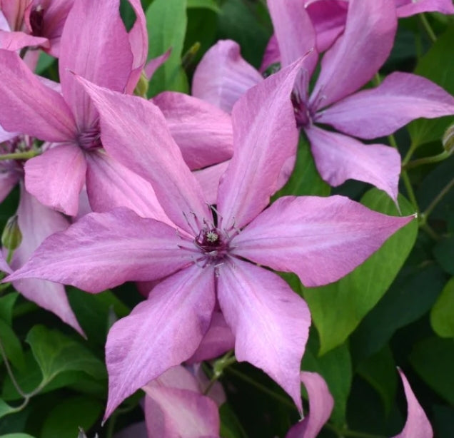 Canada Only Boulevard Giselle Clematis