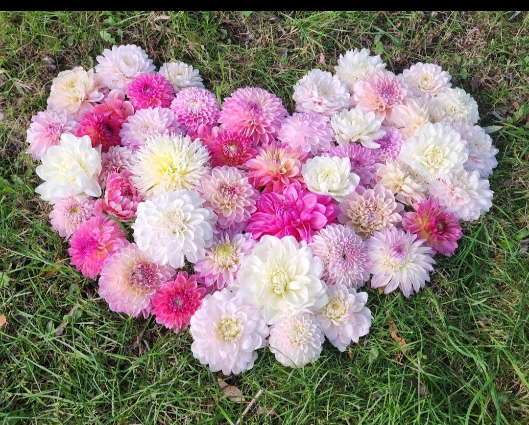 Dahlia Seeds