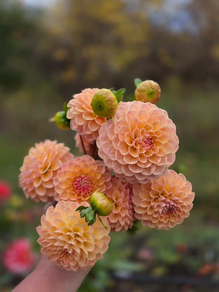 Canada Only Cuttings Preorder for Spring 2026