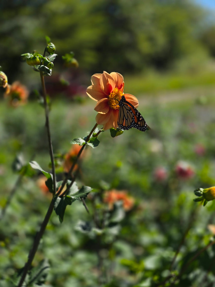 Leah's Pollinator Patch