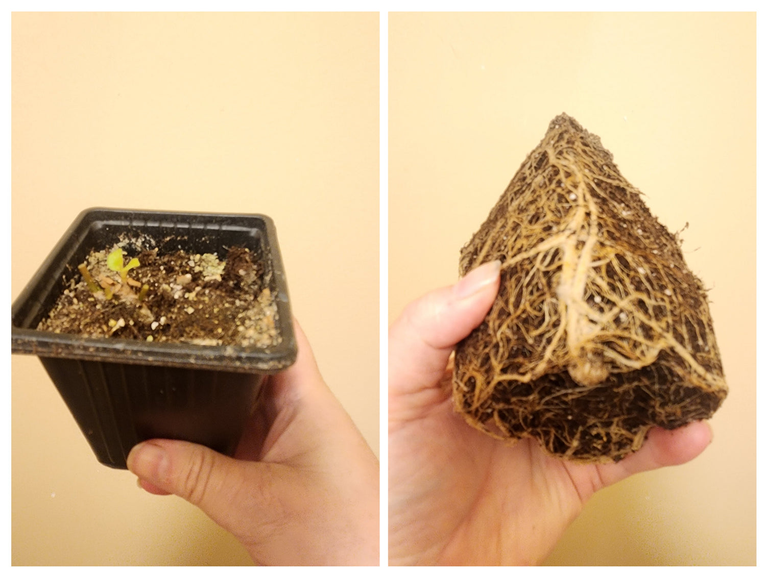 Pot Tubers