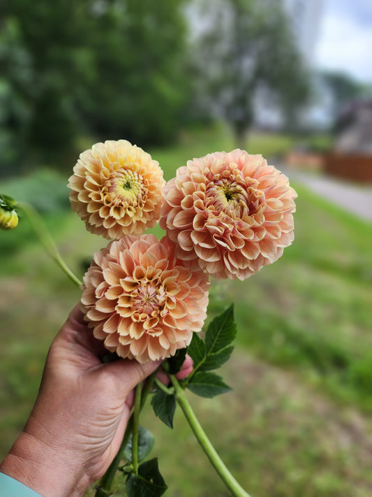 Sweet Suzanne (1 tuber)