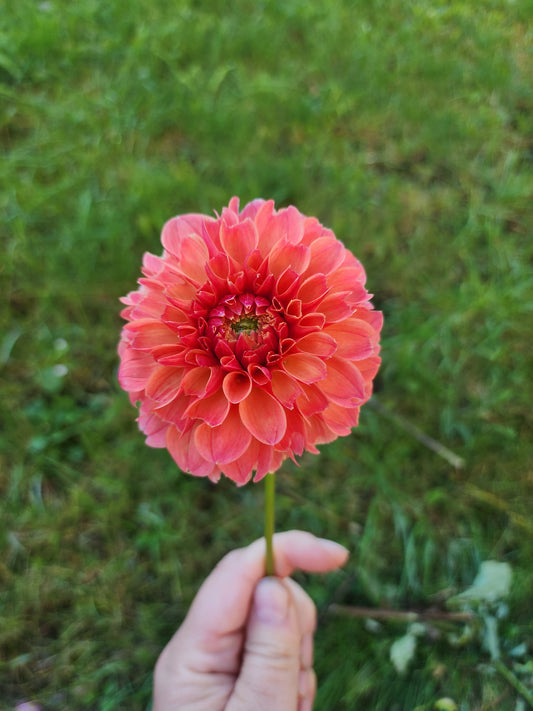 KA's® Blood Orange  (1 tuber)