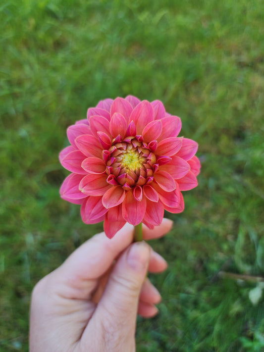KA's® Boho Peach (1 tuber)