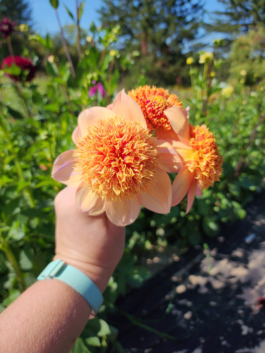 Sandia Brocade (1 tuber)