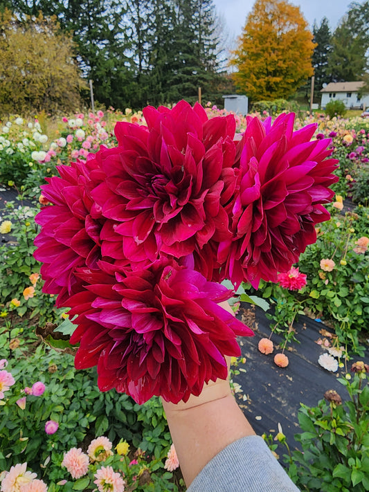 Hollyhill Black Widow (1 tuber)