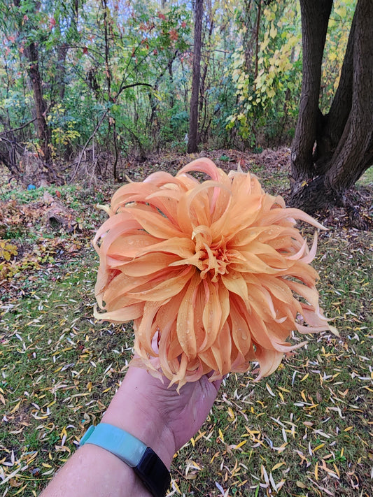 Bloomquist Jean (1 tuber)