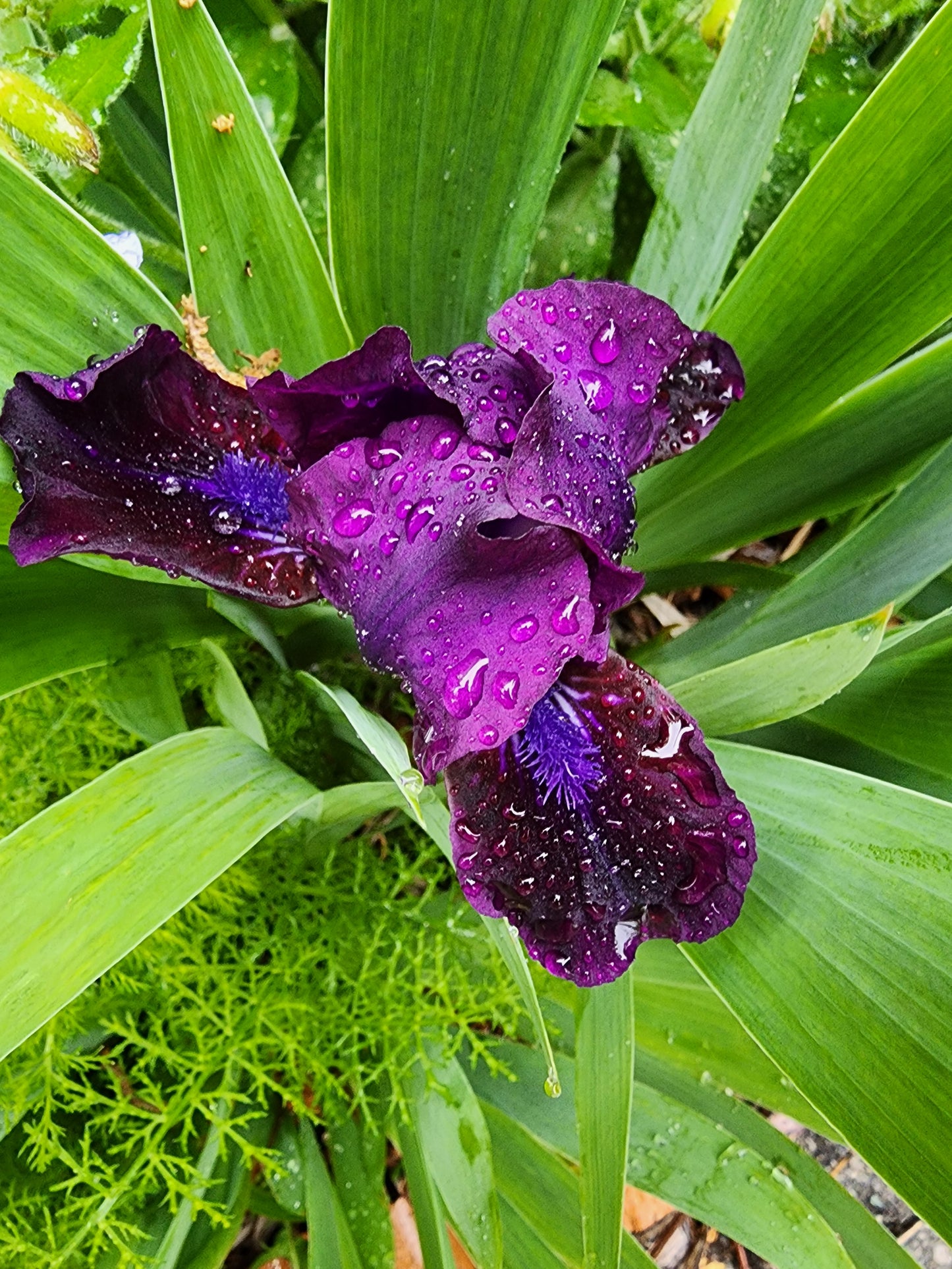 Pastel Charm Dwarf Iris