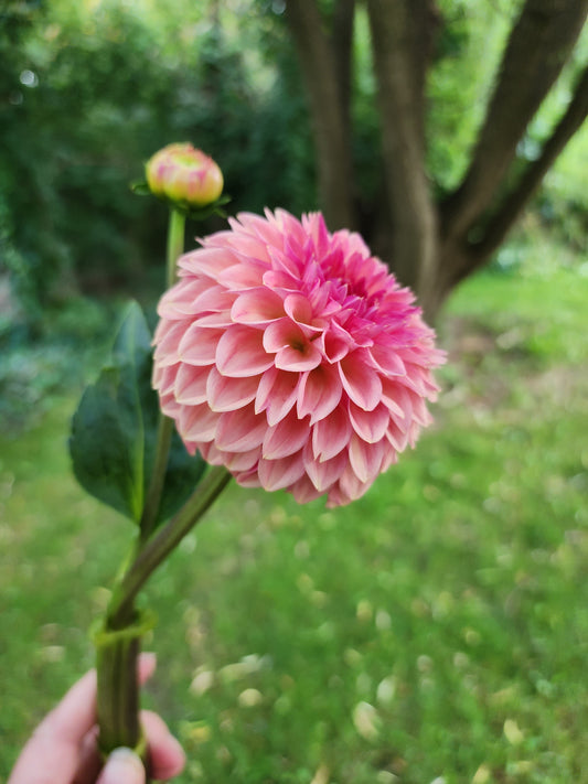 KA's® Desert Rose (1 tuber)