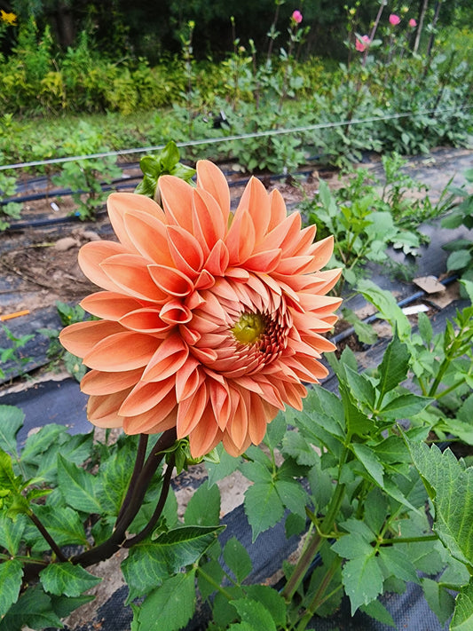 Rossendale Peach (1 tuber)