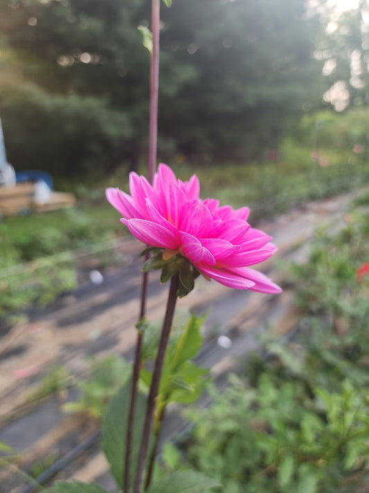 Pink Magic (1 tuber)