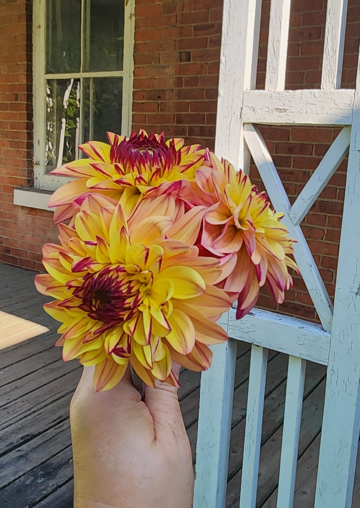 Dear Alexander Dear Alexander (1 tuber) – Gone Gardening with Leah
