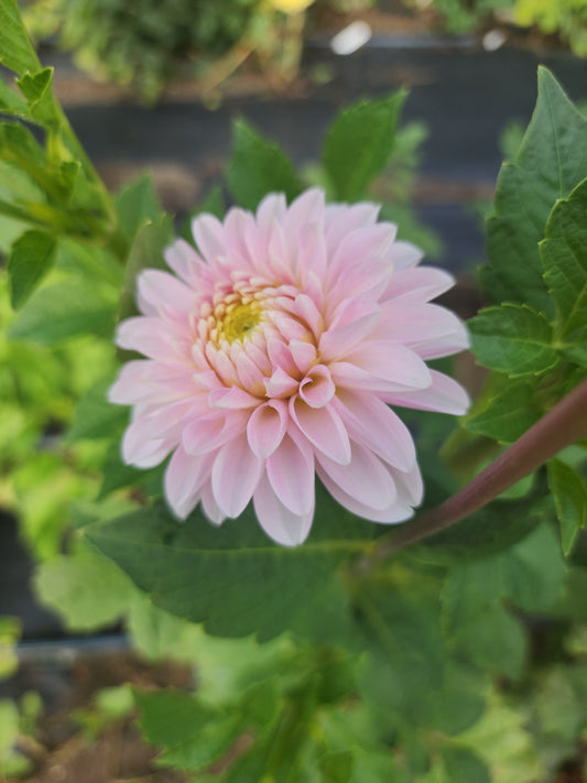 Skeena Nana (1 tuber)