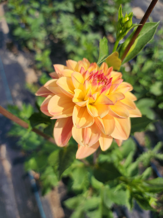 Skeena Sugar Pie (1 tuber)