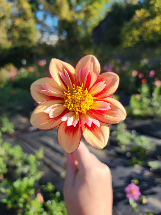 Oakridge Sunburst (1 tuber)