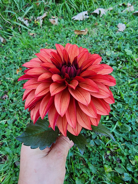 Danique (1 tuber)