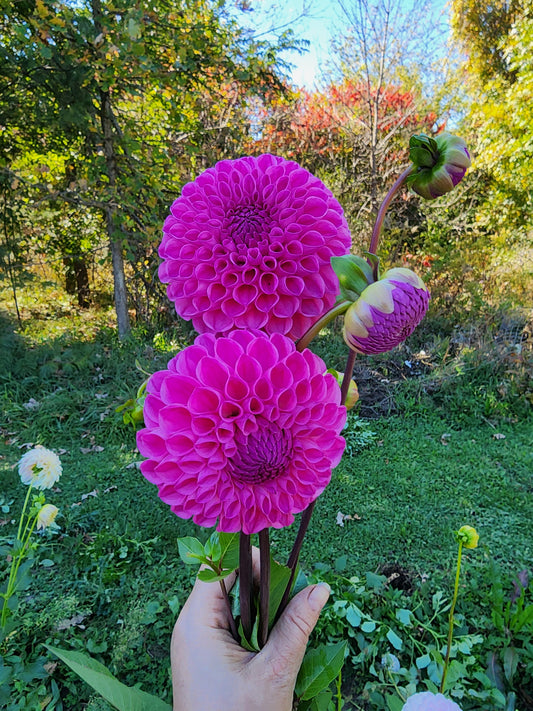 20th Ave For Mom (1 tuber)