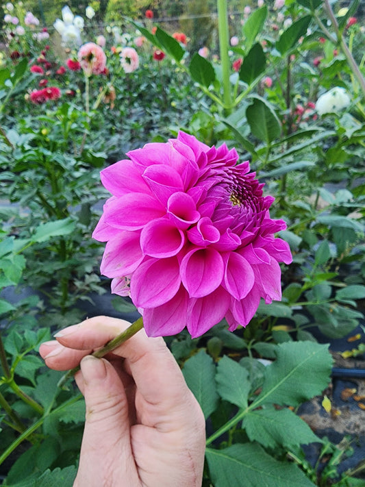 Skeena Rosie (1 tuber)