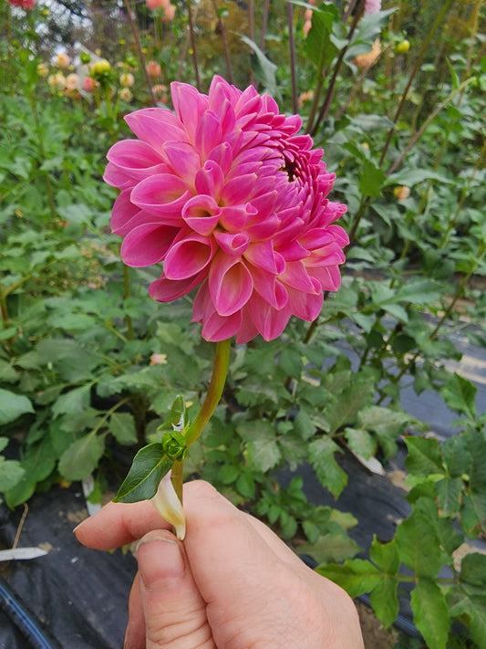 Vian Deborah (1 tuber)