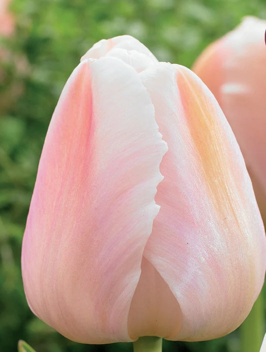 Apricot Pride Darwin Tulips