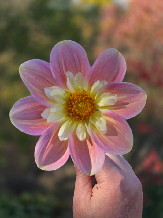 April Heather (1 tuber)