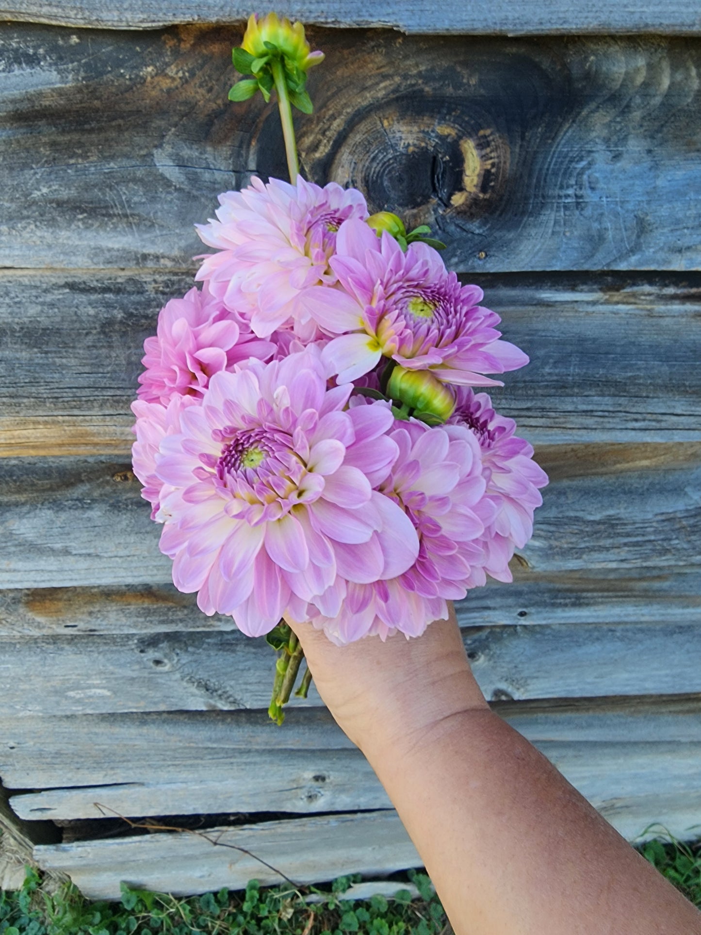 Canada Only Spring Shipped Bazuin Lavender (1 cutting)