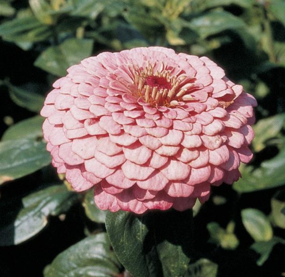 Benarys Bright Pink Zinnia Seeds