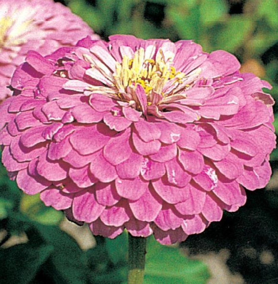 Benarys Giant Lilac Zinnia Seeds – Gone Gardening with Leah