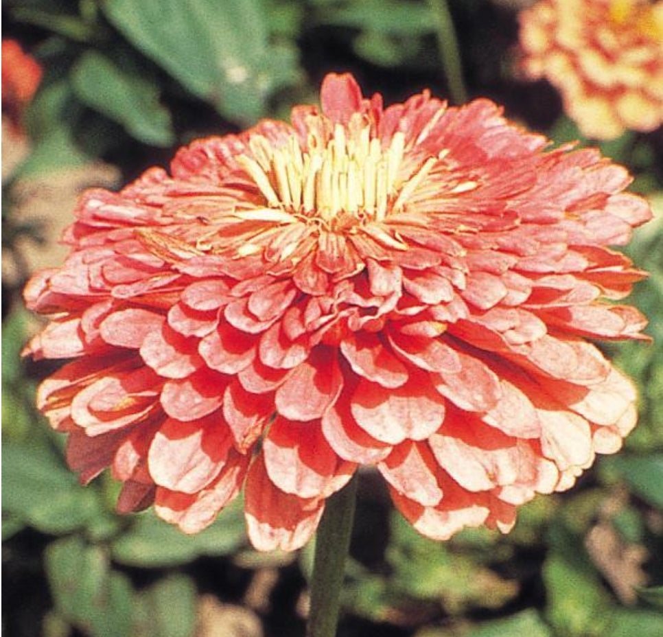 Benarys Giant Salmon Rose Zinnia Seeds