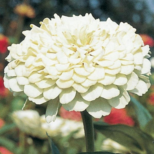 Benarys Giant White Zinnia Seeds