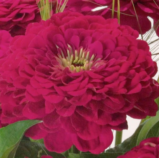 Benarys Giant Wine Zinnia Seeds