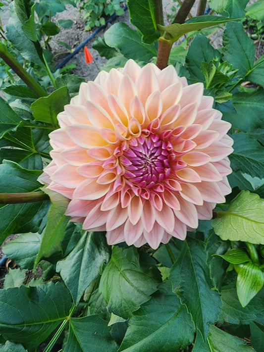 Bloomquist Alan (1 tuber)