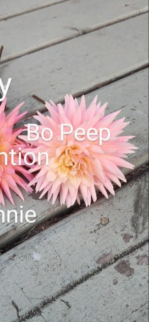 Bo Peep (1 Tuber)