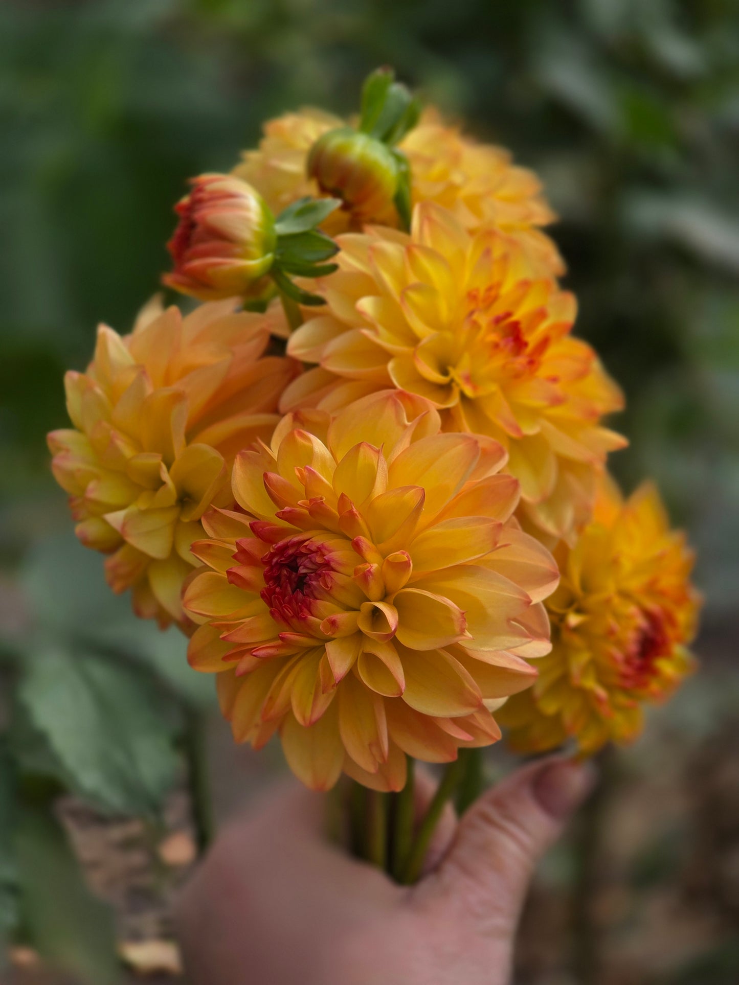 Bowser Adam (1 tuber)