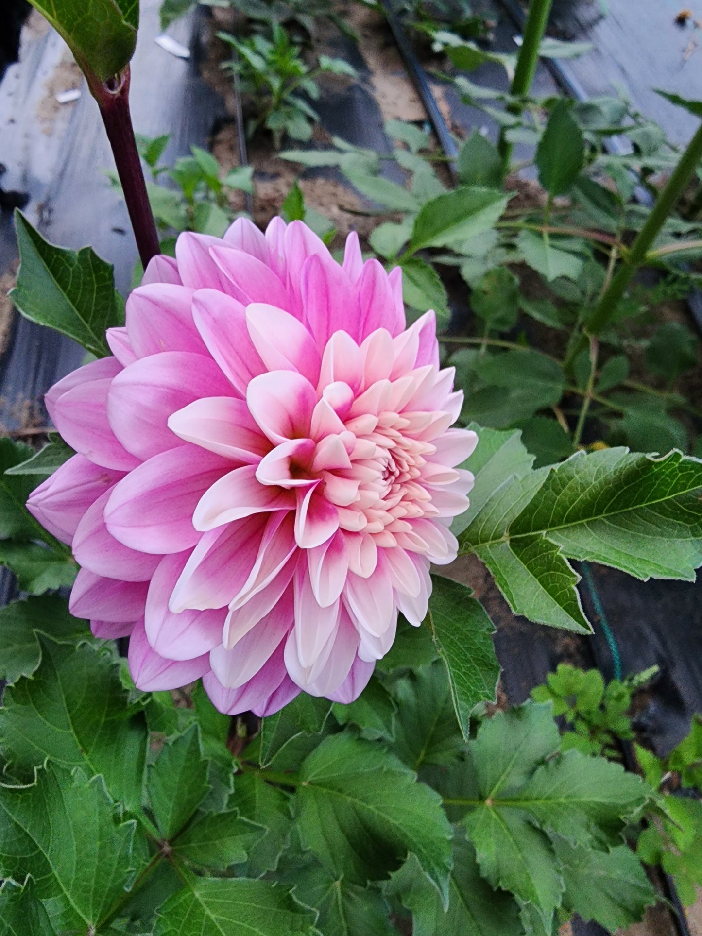 Bowser Denyse (1 tuber)