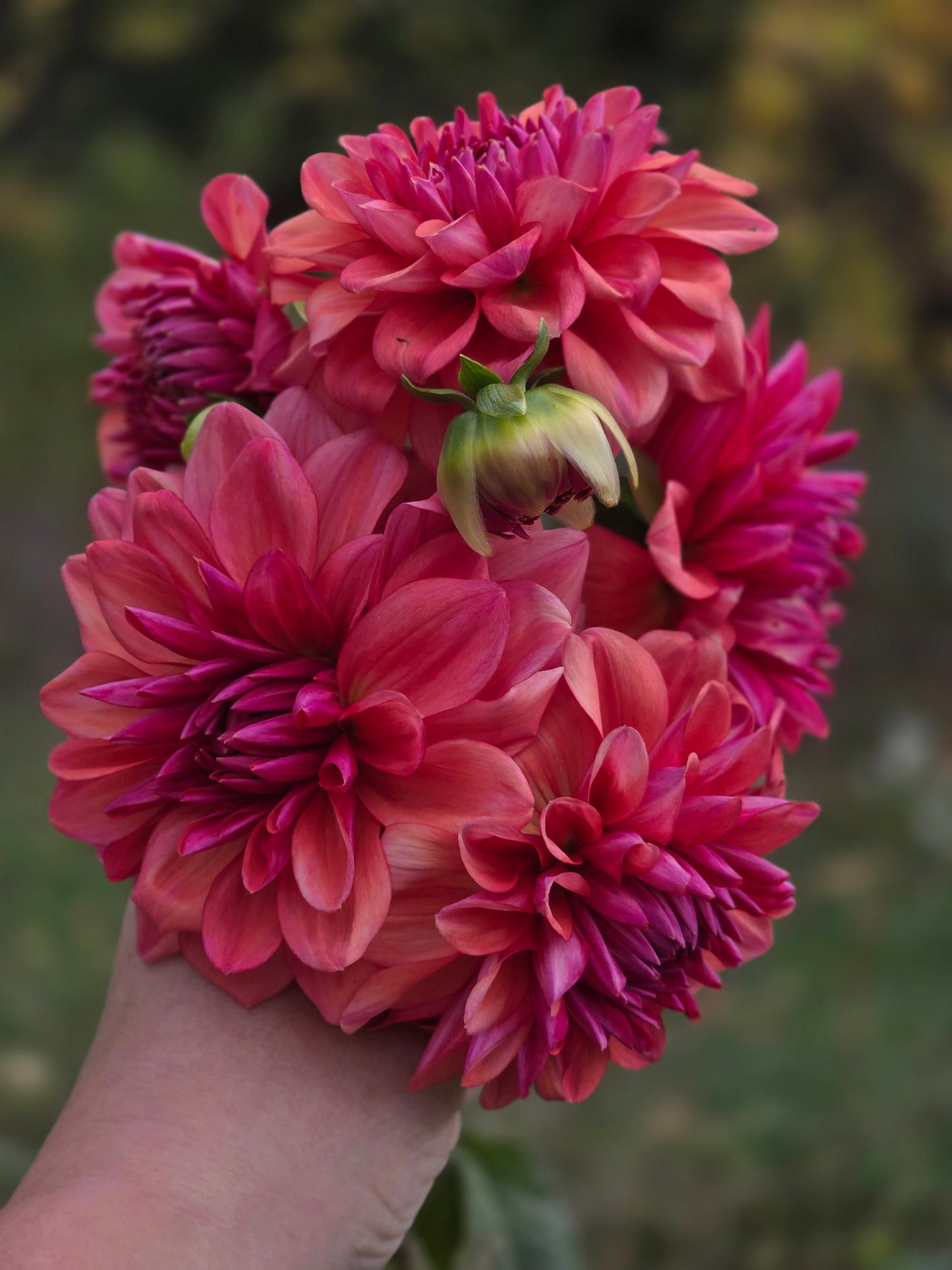 Bowser Tash (1 tuber)