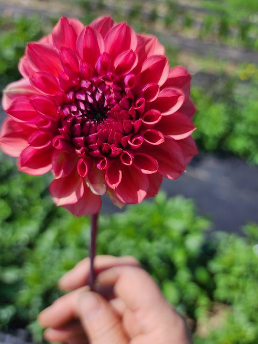 Bowser Velma (1 tuber)