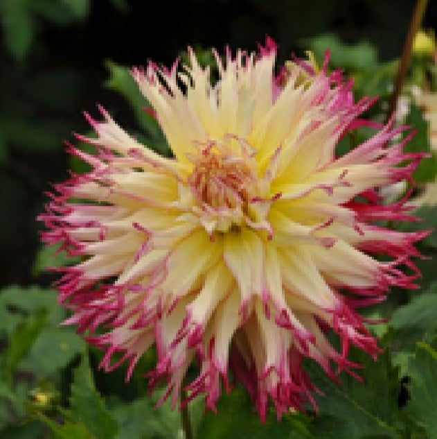 Caproz Josephine (1 Imported Tuber)