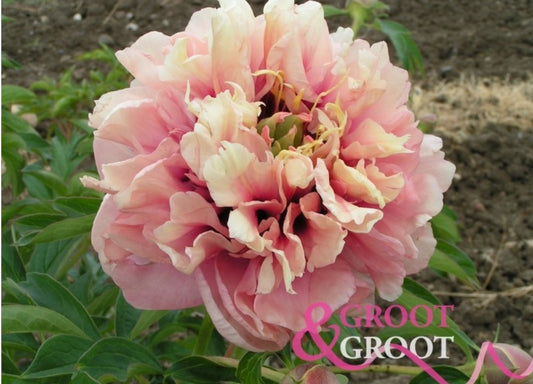 Caroline Constabel Peony