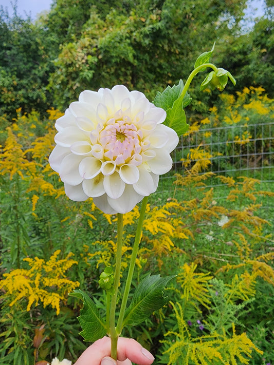 Connie Marion (1 tuber)