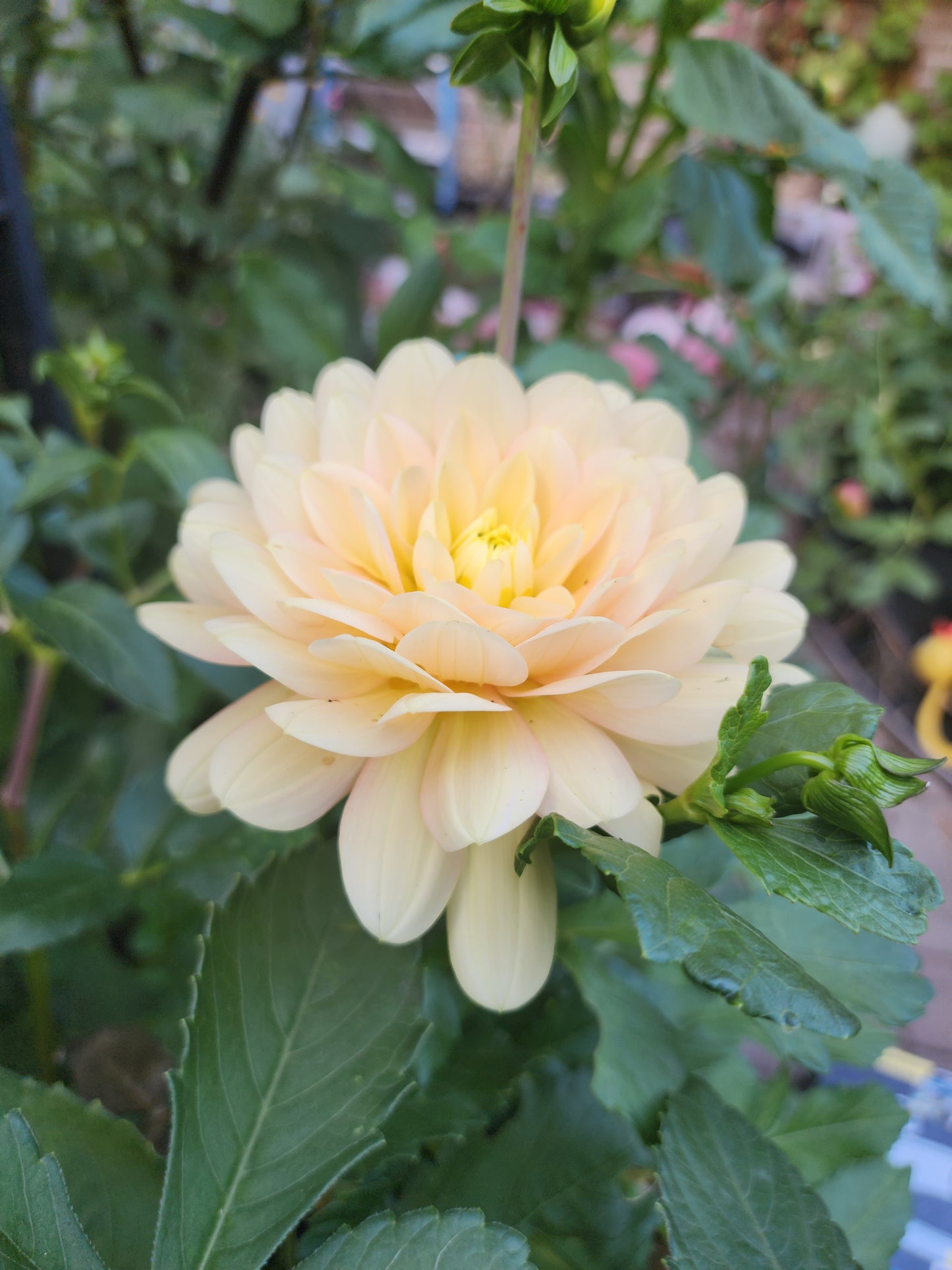 Daydreamer (1 tuber)