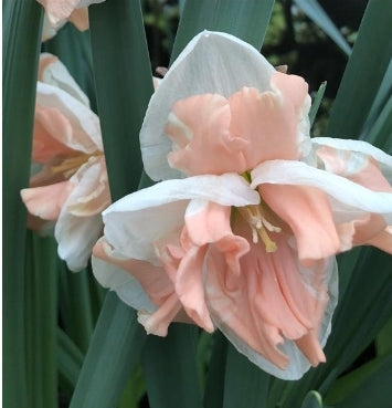 Delnashaugh Daffodil